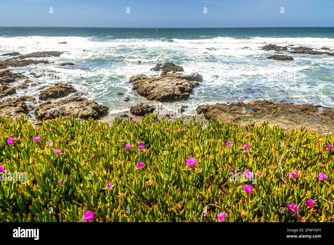 Frühling in Kalifornien an der Küste von Big Sur, blüht in voller Blüte Stockfoto