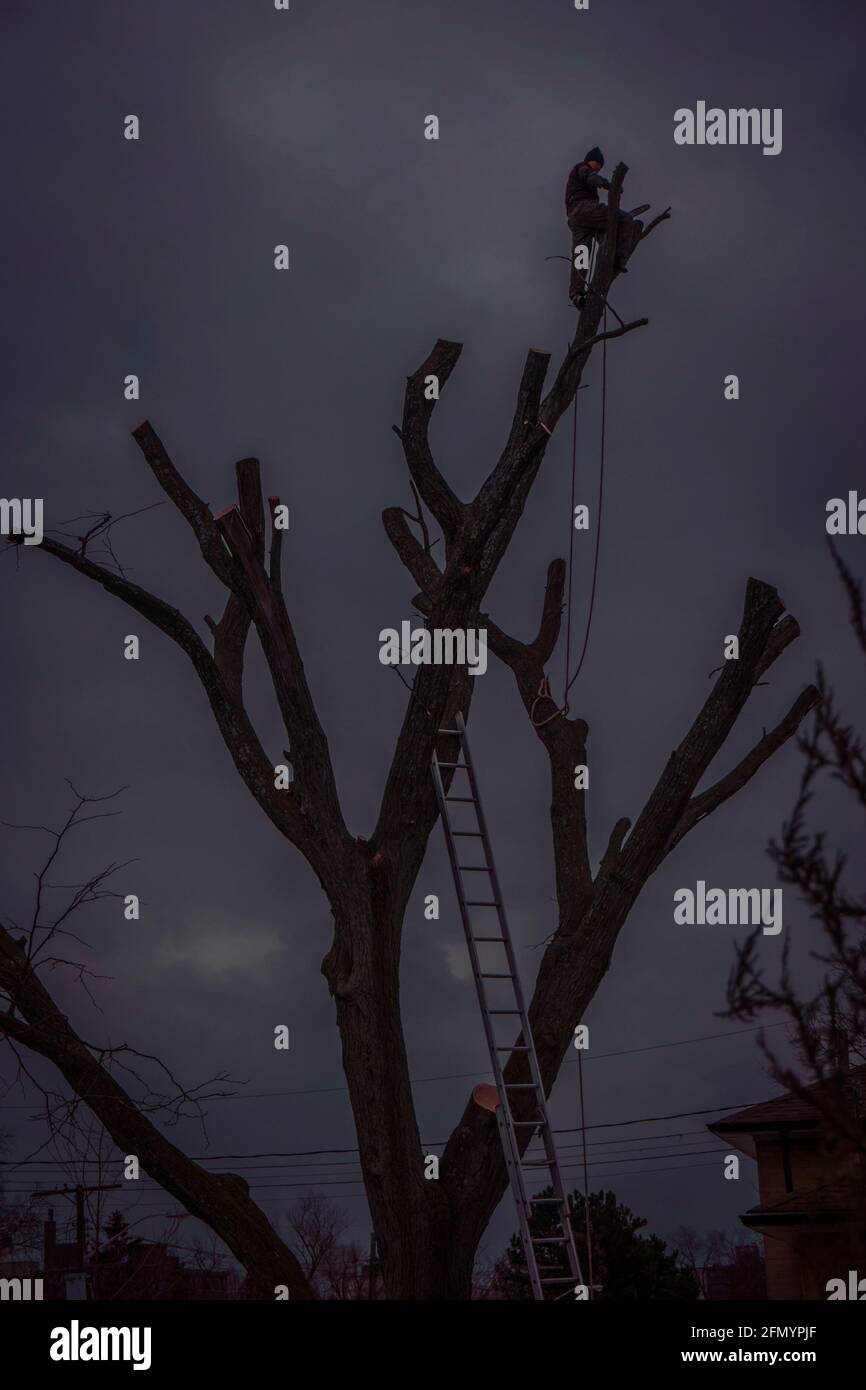 Holzfäller auf einem blattlosen Baum in Silhouette gegen Ein Hintergrund von bewölktem Himmel Stockfoto