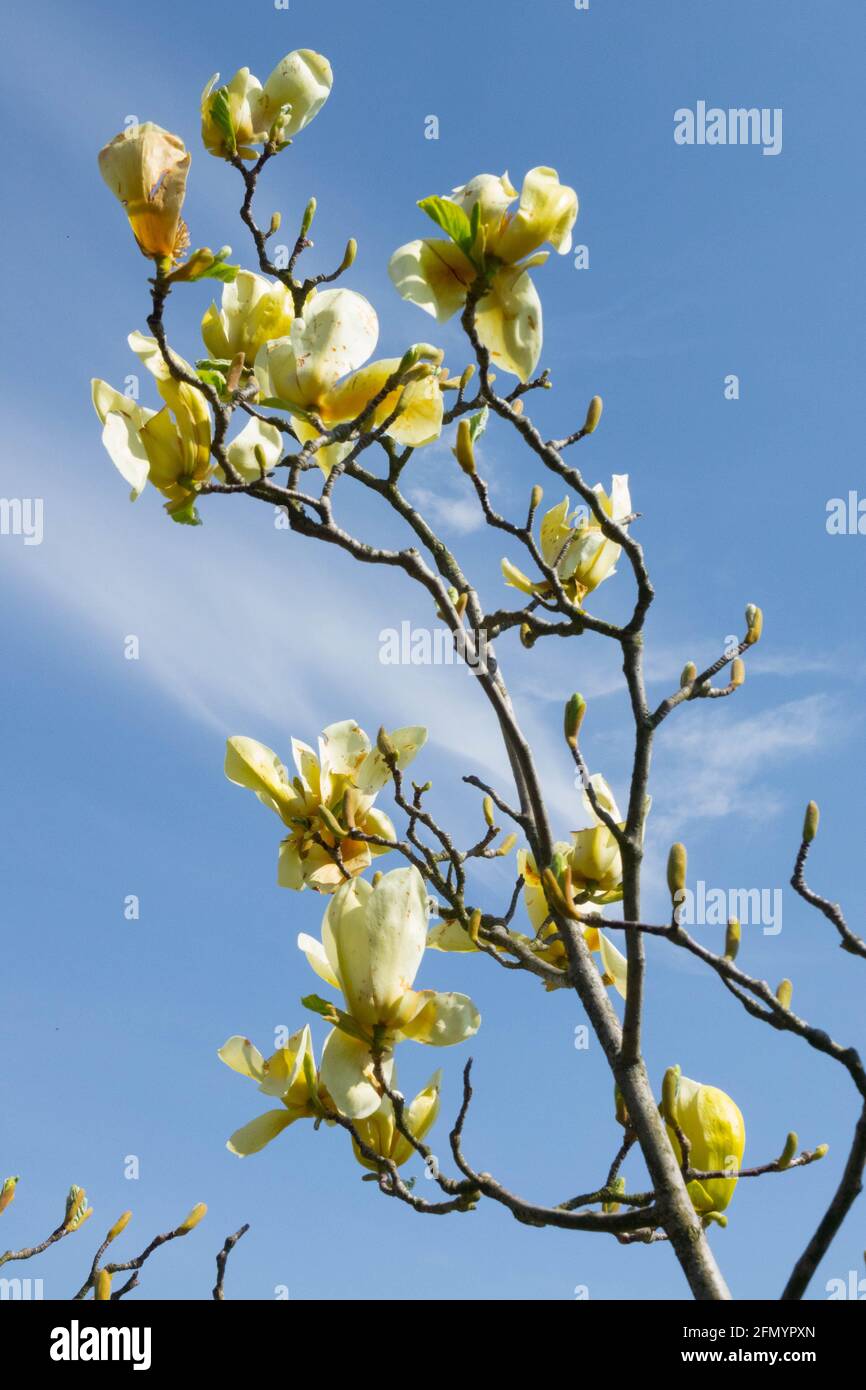 Magnolia Gelb Fieber Frühling Magnolia Baum blüht Stockfoto