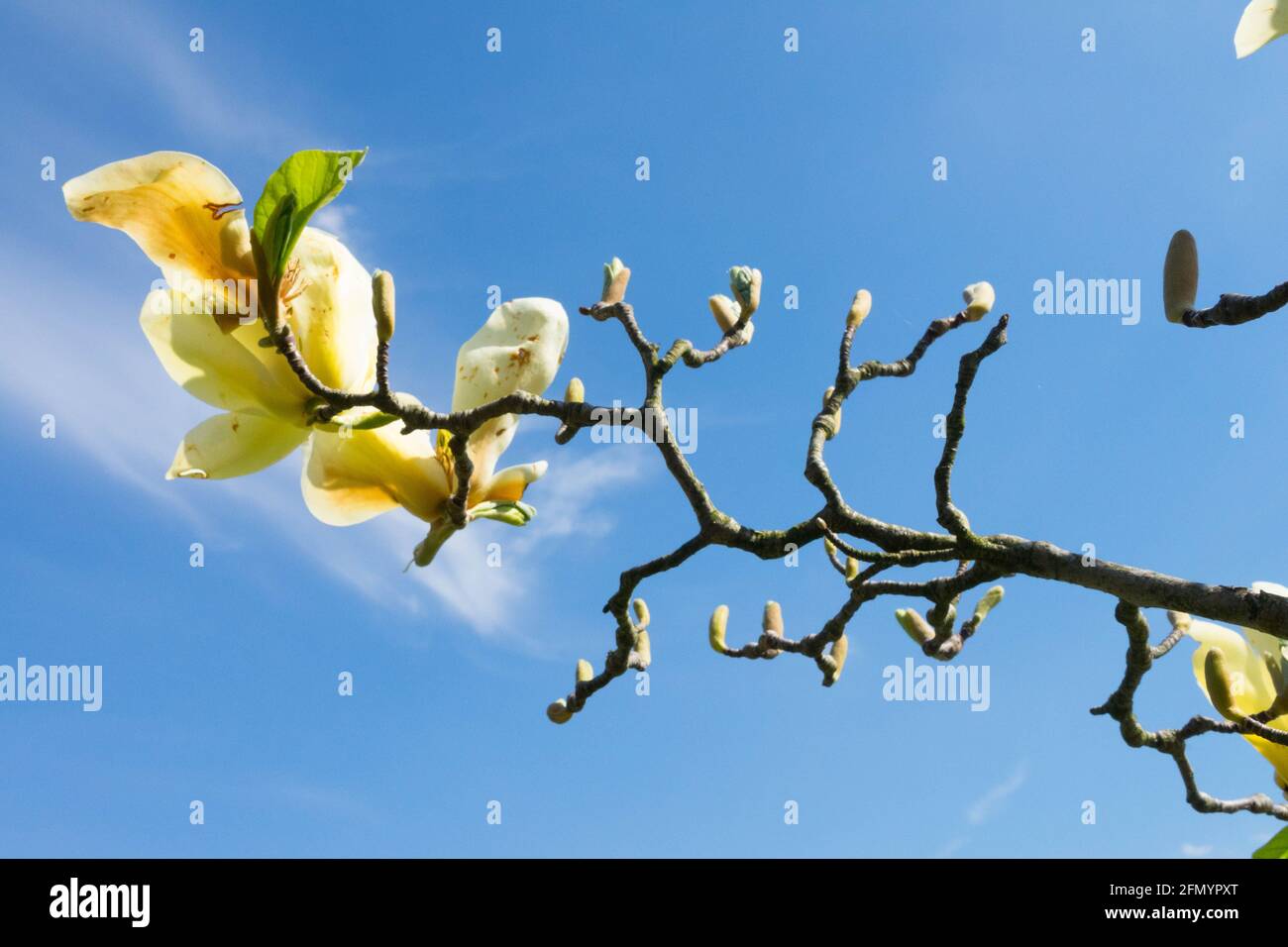 Blassgelbe Knospen, die Anfang Mai zu elfenbeinfarbenen Blüten der Magnolie „Gelbfieber“ abfallen Stockfoto