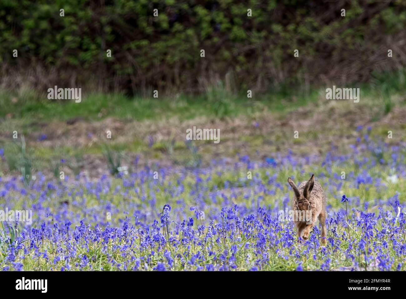 Ein europäischer Hase, Lepus europaeus, der durch ein Feld englischer Bluebells läuft, Hyacinthoides non-scripta. Stockfoto