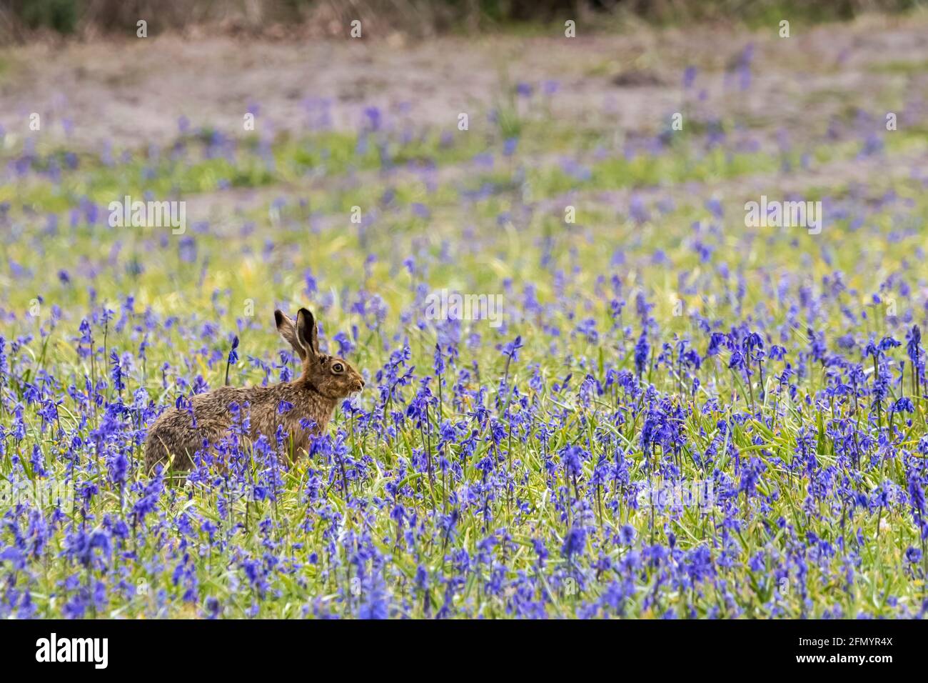 Ein europäischer Hase, Lepus europaeus, sitzt auf einem Feld von englischen Bluebells, Hyacinthoides non-scripta. Stockfoto