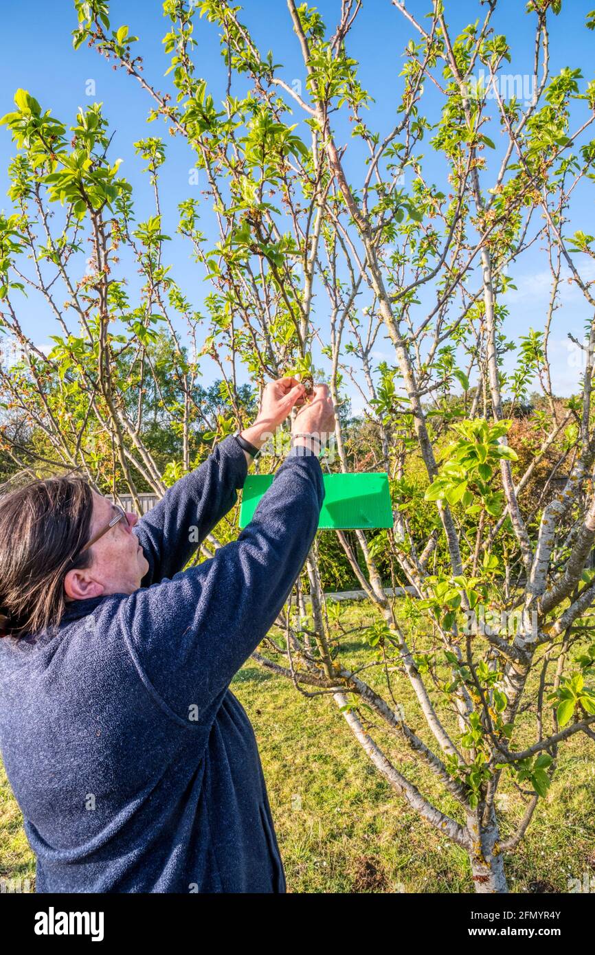 Frau hängt eine Pflaumenmotten-Maggot-Falle an einem Obstbaum. Stockfoto