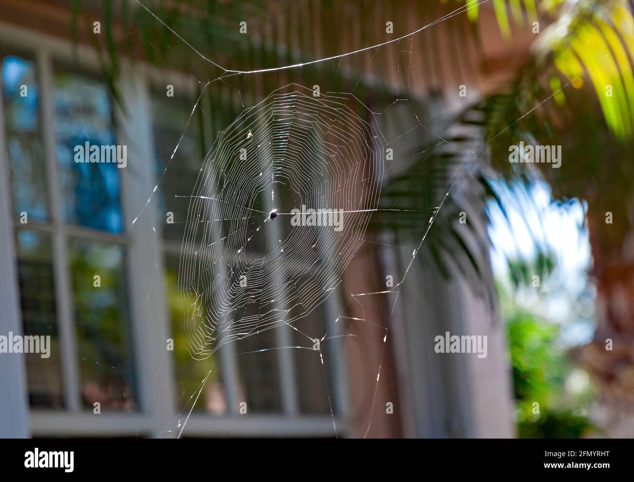 Spinnennetz vor dem Fenster eines Hauses. Stockfoto