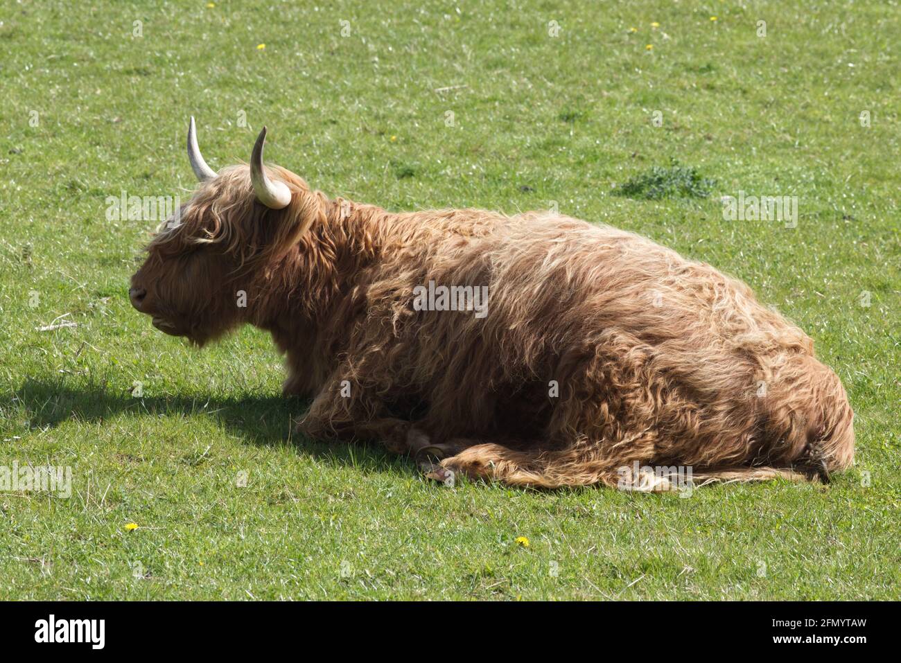 Hochlandrinder auf einem Feld in den cotswolds Stockfoto