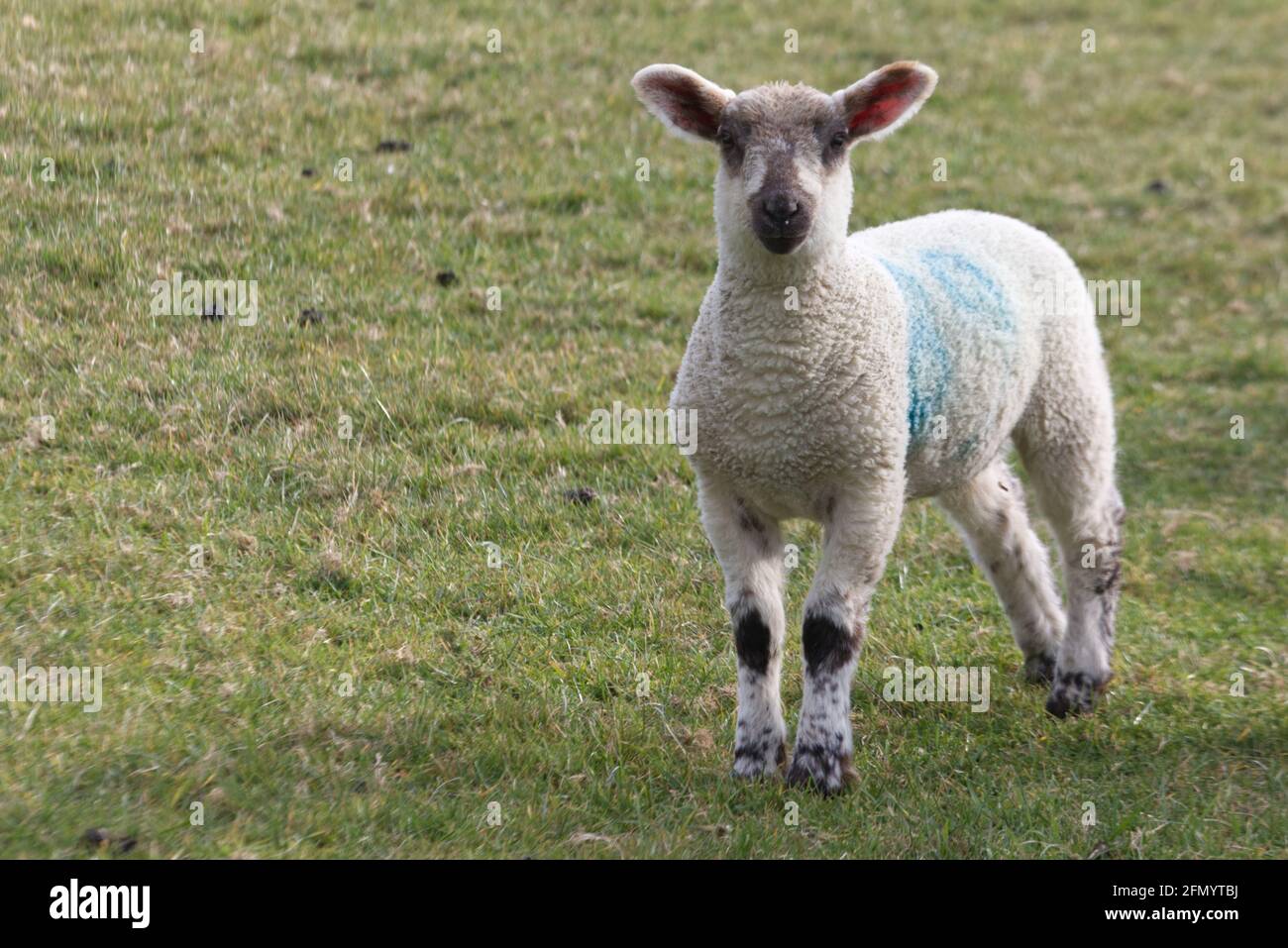 Einzelnes Lamm, das auf einer Wiese steht Stockfoto