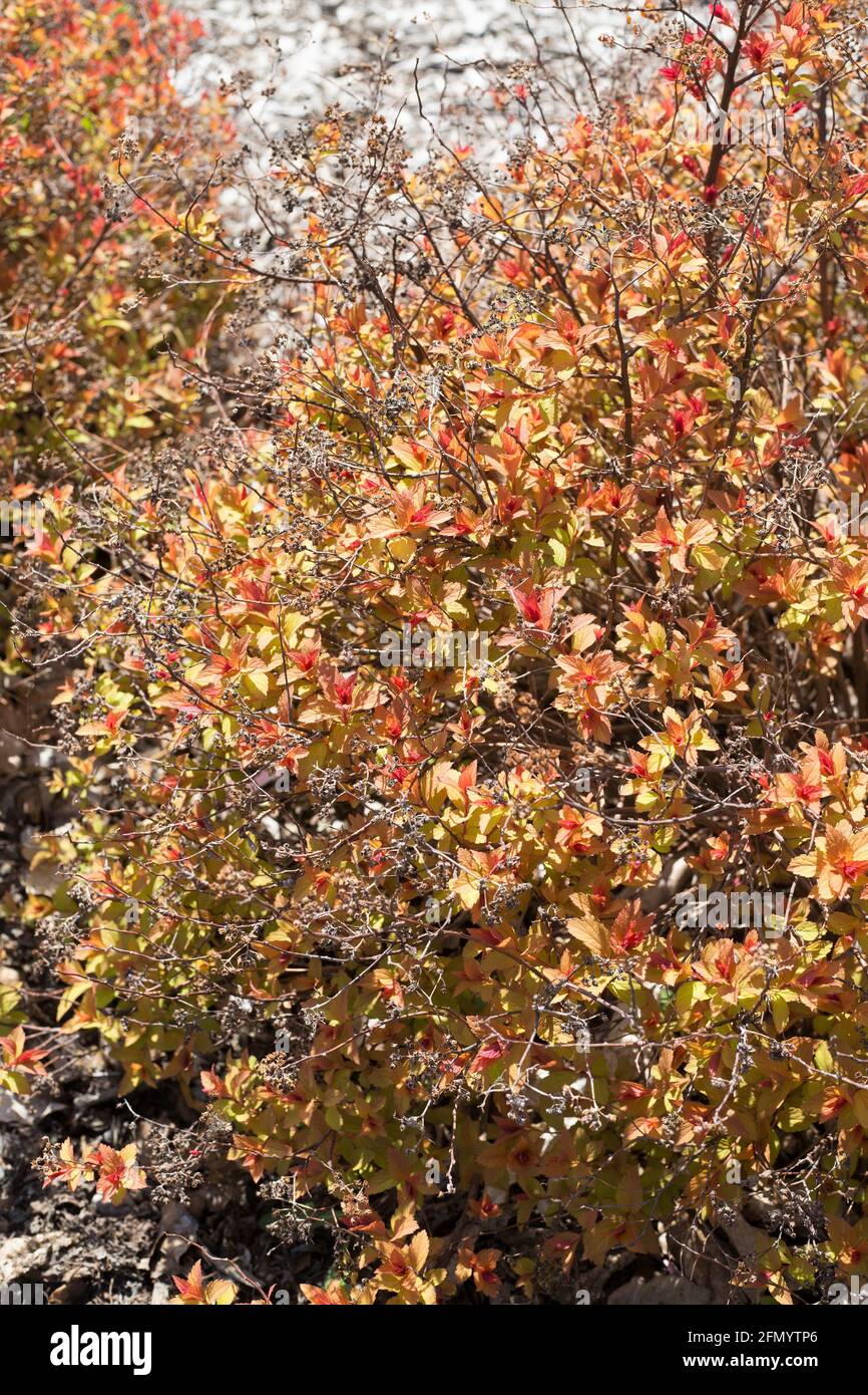 Spiraea japonica 'Goldmound - Japanische Spirea. Stockfoto