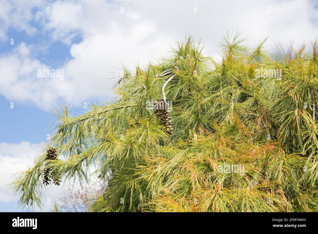 Pinus Strobus 'Pendula', weinende weiße Ostkiefer. Stockfoto