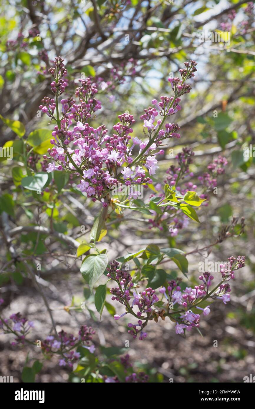 Syringa x hyazinthiflora 'Blanche Sweet'. Stockfoto