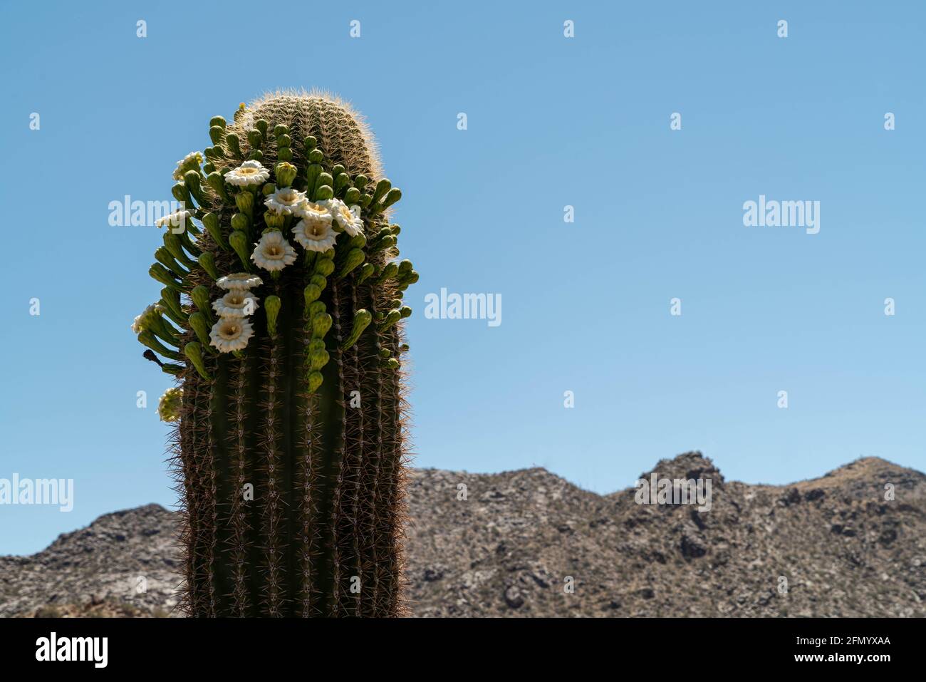 Riesiger Saguaro Kaktus in voller Blüte mit schönen Blumen Stockfoto
