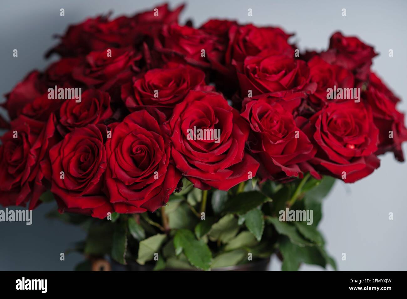 Natürliche rote Rosen Hintergrund. Frische dunkelrote Rosen Nahaufnahme  Textur Hintergrund Stockfotografie - Alamy