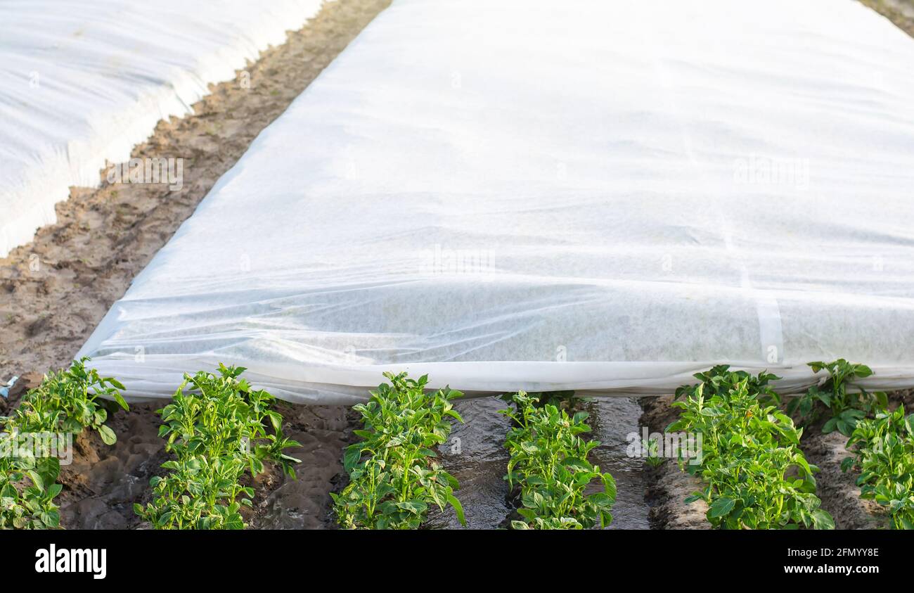 Kartoffelplantage bedeckt mit Spinnvliesagrofiber. Technologien der Agrarindustrie. Innovative Materialien. Landwirtschaft Agronomie und Gartenbau. Wächst Stockfoto