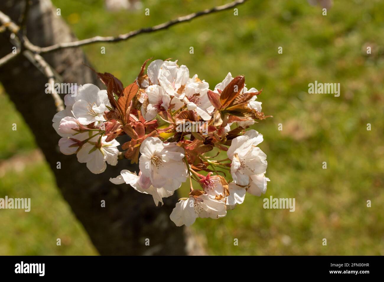 Prunus Matsumae-Fuki Kirschbaum und Blüte Stockfoto