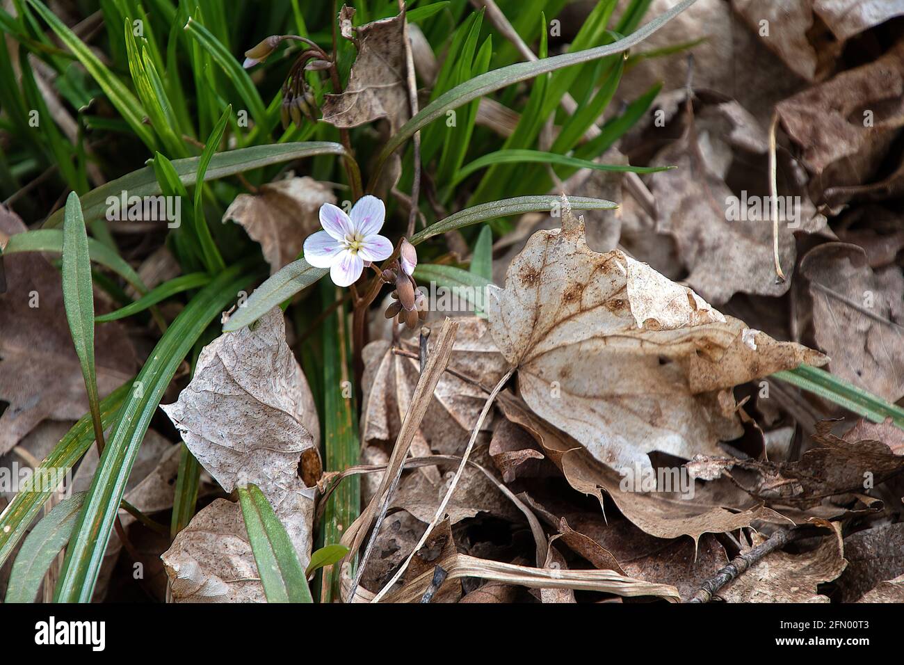 Michigan hepatica Wildblume wächst in toten Blättern Stockfoto