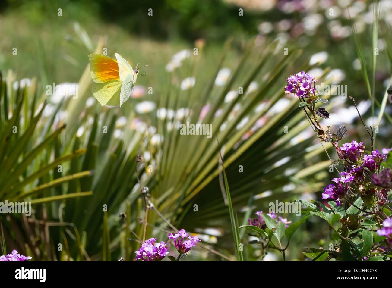Kleopatra-Schmetterling (Gonepteryx cleopatra) Makrofotografie und lila lantana mit Palmenblatt im Hintergrund im Frühjahr in Südfrankreich. Stockfoto
