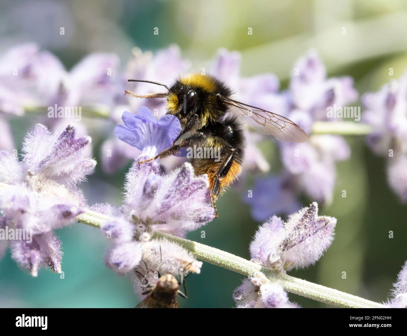 Eine Hummel saugt aus einer lavandula-Blume in einem Garten. Stockfoto