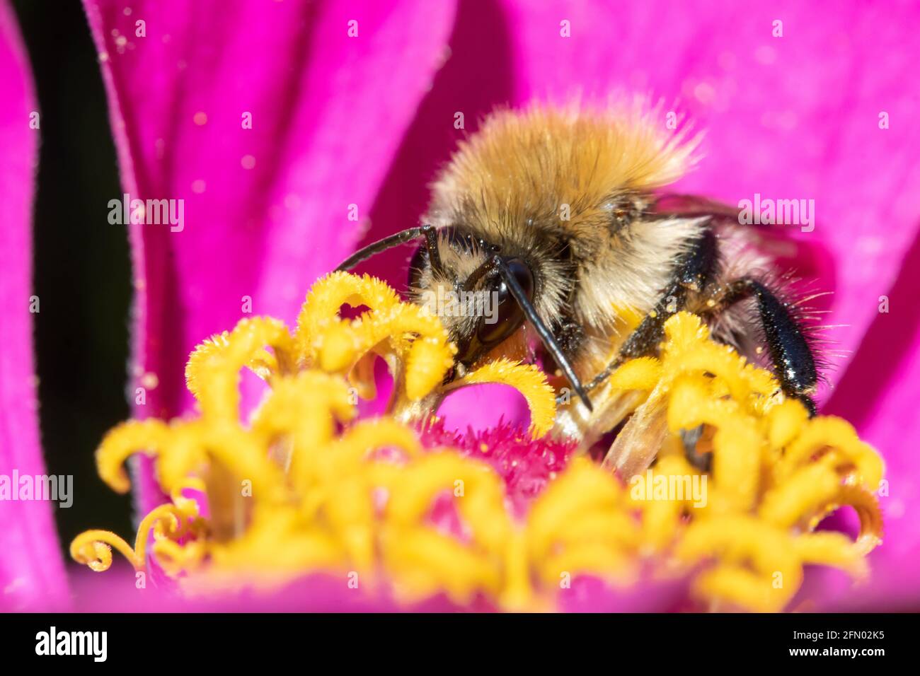 Eine Hummel, die Pollen in einer violetten Blume sammelt. Eine bescheidene Biene, die an einer Gartenblume arbeitet. Stockfoto