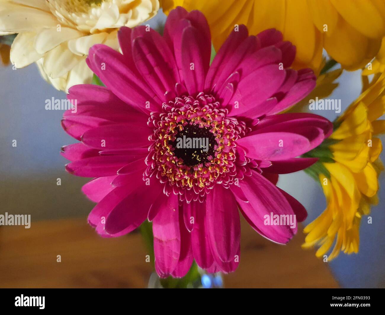 Eine wunderschöne bunte Gerbera Blume sticht hervor Stockfoto