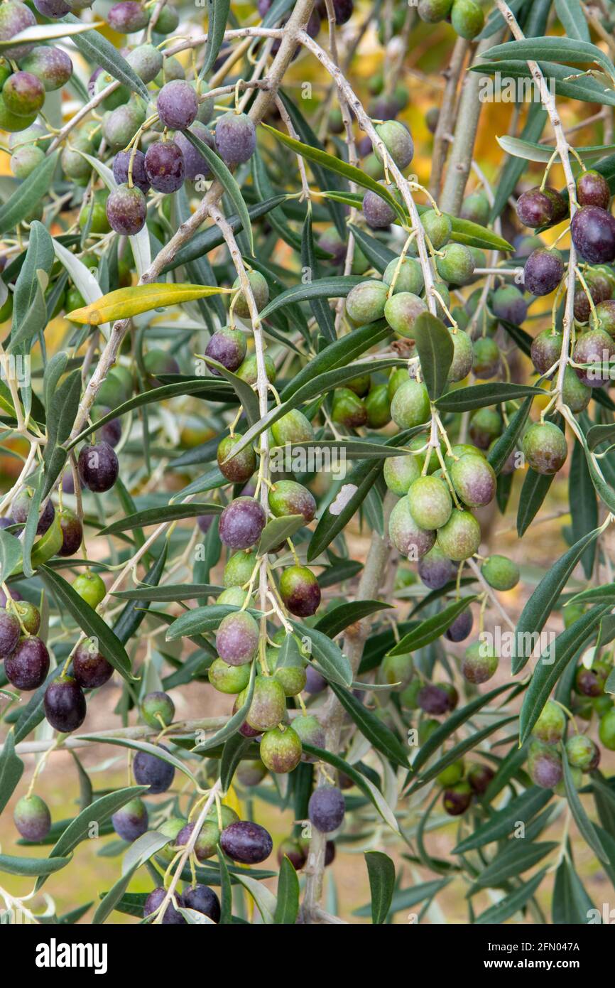 Reife schwarze und grne Oliven hngen op Olivenbaum bereit Zur Ernte  Stockfotografie - Alamy