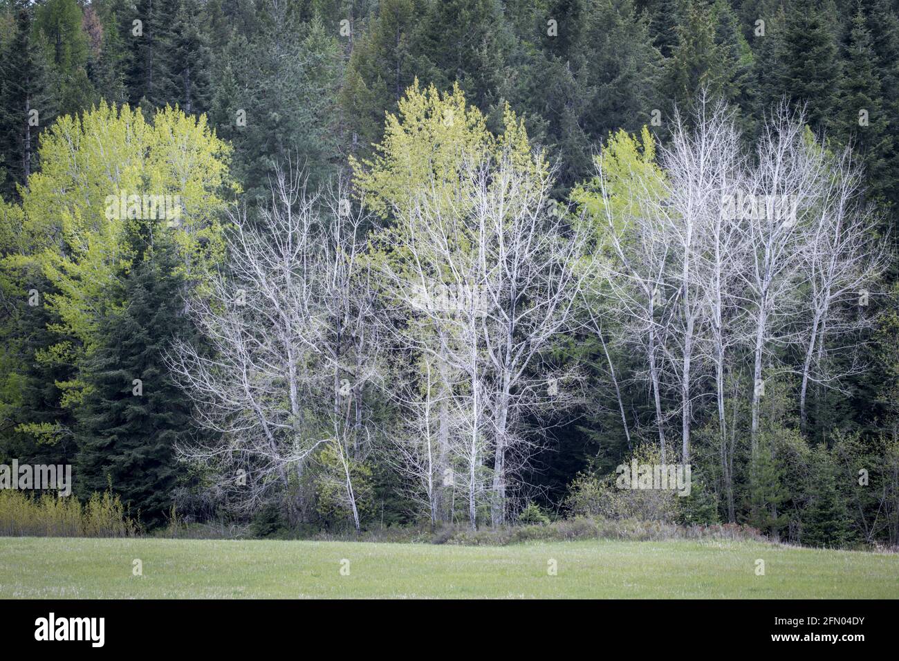 Ein Foto verschiedener Arten von Bäumen an einem Frühlingstag in der Nähe des Newman Lake, Washington. Stockfoto