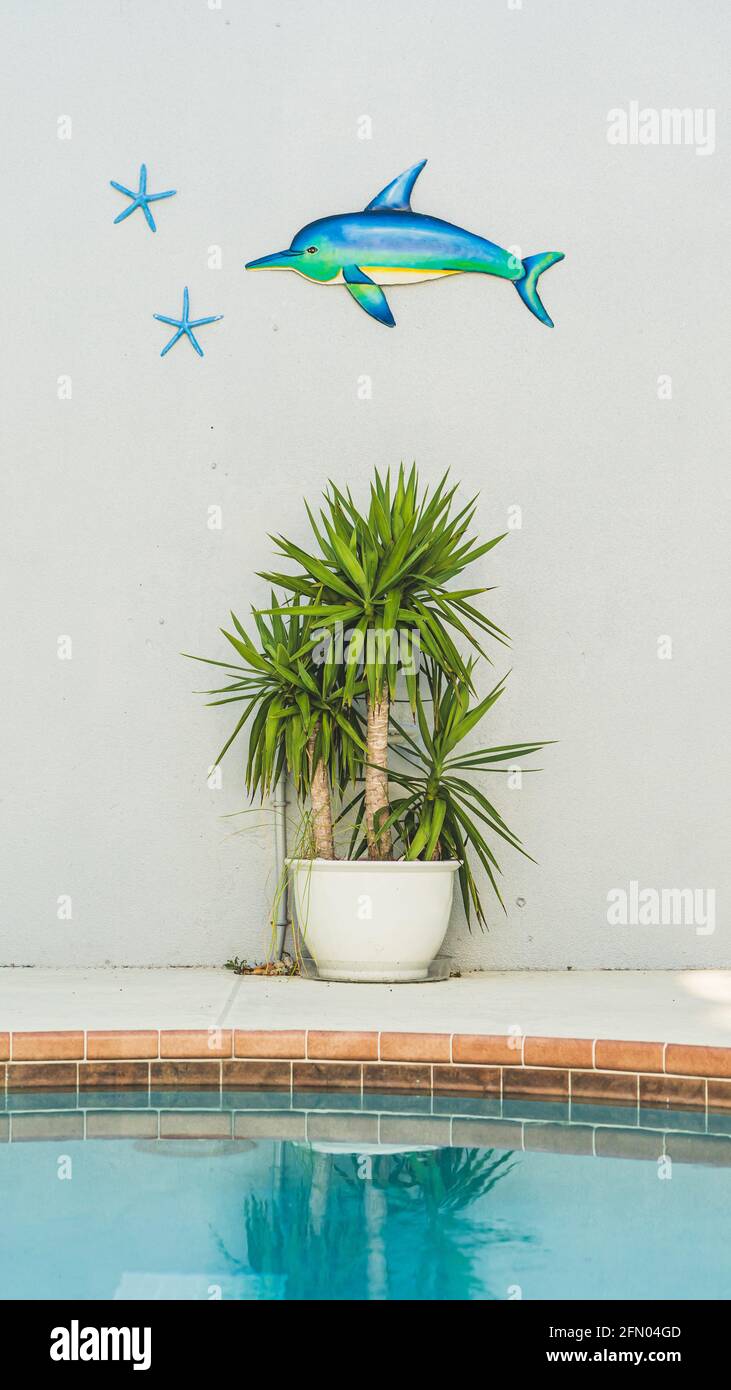 Delfin- und Seesterne-Kunst an der grauen Wand über der Topfpalme Und Wasserspiegelung Stockfoto