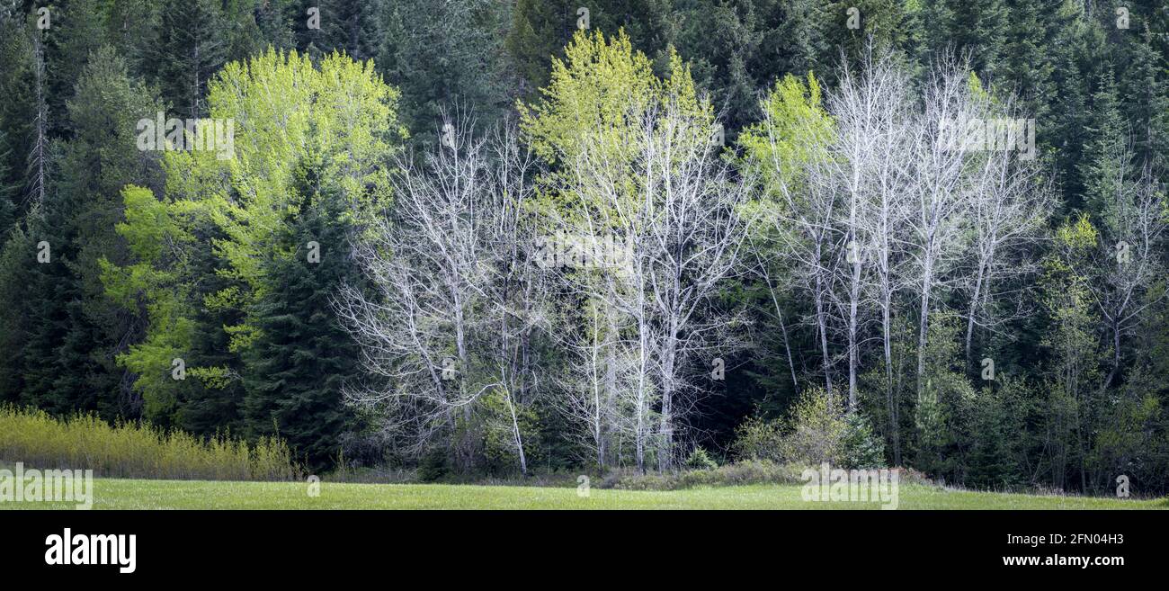 Ein Panoramafoto verschiedener Arten von Bäumen an einem Frühlingstag in der Nähe des Newman Lake, Washington. Stockfoto