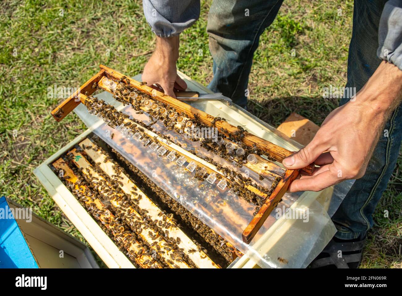 Bienenhaus mit Bienenköniginnen, bereit, zur Zucht von Bienenköniginnen auszuziehen. Gelée Royale in Plastikköniginnen-Zellen Stockfoto