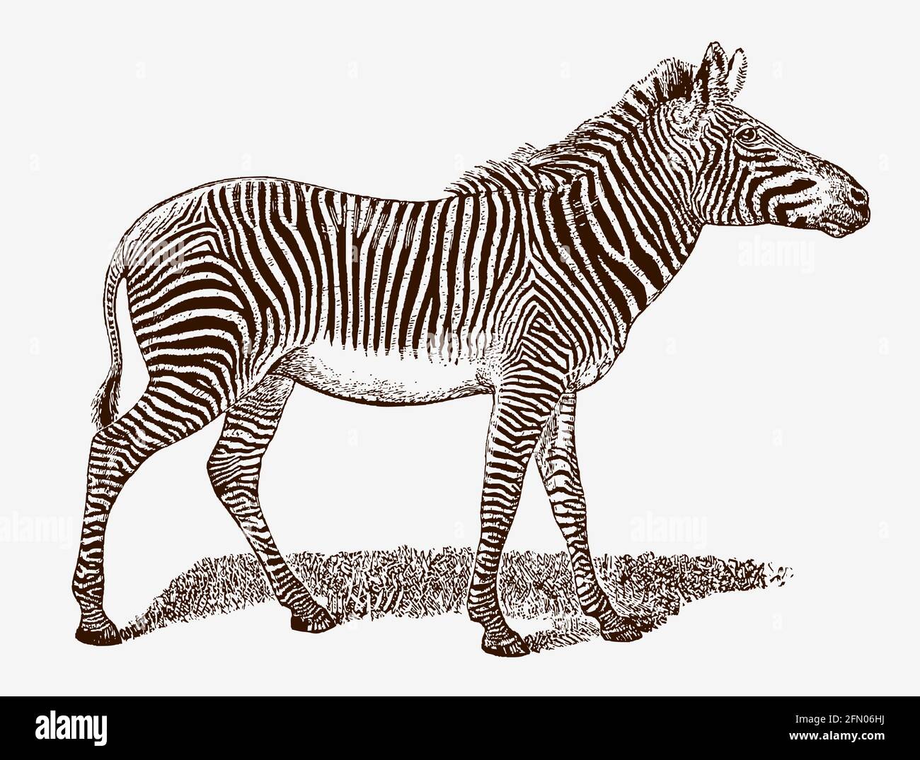 Endangerd Grevys Zebra, equus grevyi in der Profilansicht, nach einem antiken Stich aus dem 19. Jahrhundert Stock Vektor