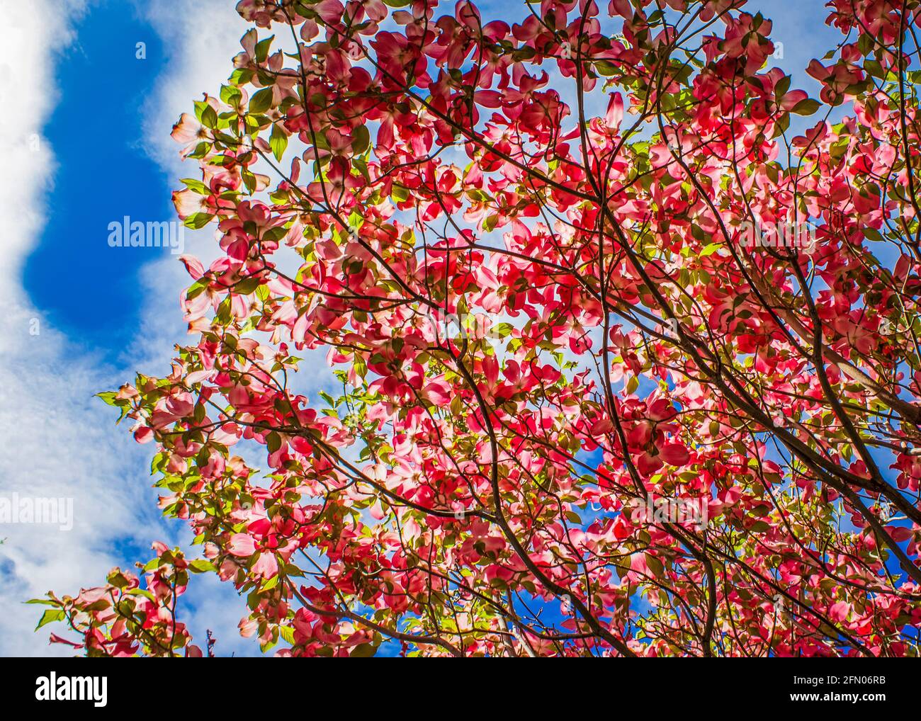 Blick nach oben durch den Baldachin eines rosa blühenden Hundehuchs Baum Stockfoto