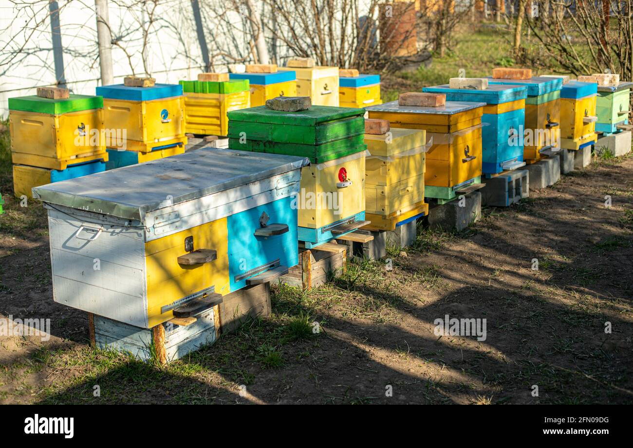 Bunte Holz- und Plastikstöcke im Sommer. Bienenhaus steht im Hof. Kaltes Wetter und Bienen sitzen im Bienenstock. Stockfoto