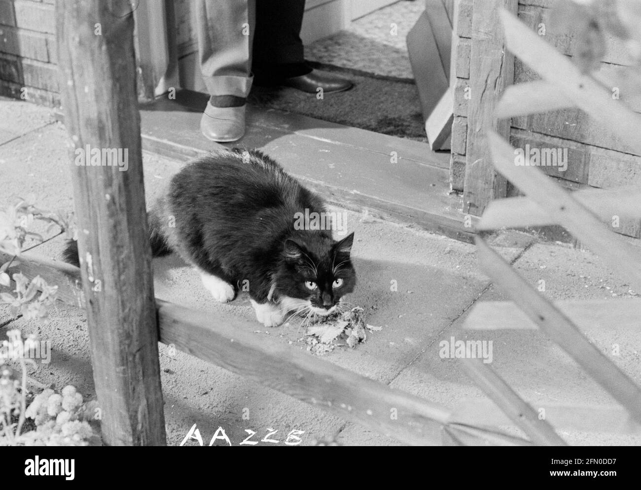 Frühling und Portwein (1969) Datum: 1969 Stockfoto