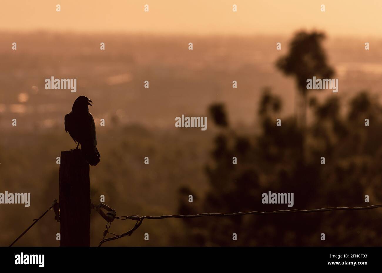 Krähe mit Blick auf das San Fernando Valley Stockfoto