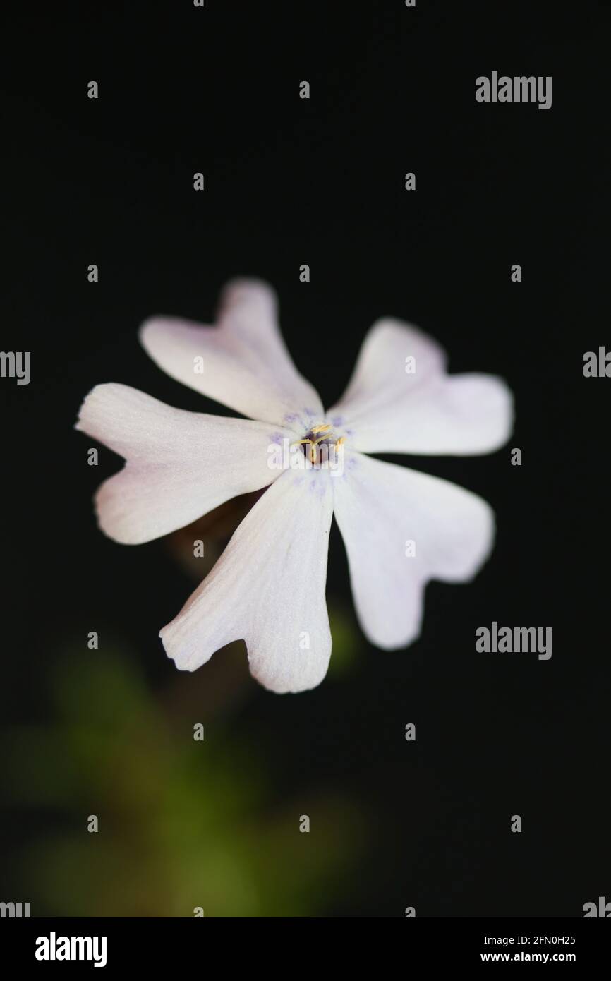 Weiße Blume blüht Nahaufnahme Phlox sabulata L. Familie polemoniaceae in schwarzem Hintergrund botanische moderne hohe Qualität groß pädagogische Drucke Stockfoto