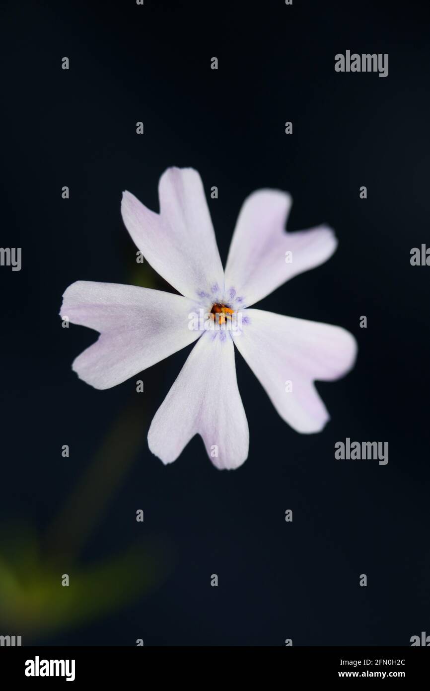 Weiße Blume blüht Nahaufnahme Phlox sabulata L. Familie polemoniaceae in schwarzem Hintergrund botanische moderne hohe Qualität groß pädagogische Drucke Stockfoto