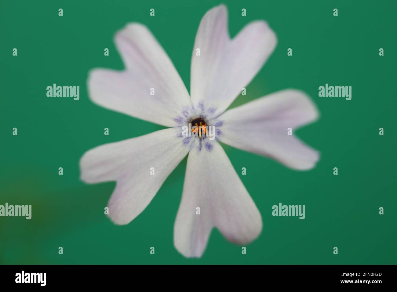 Weiße Blume blüht Nahaufnahme Phlox sabulata L. Familie polemoniaceae in grünem Hintergrund botanische moderne hohe Qualität groß pädagogische Drucke Stockfoto