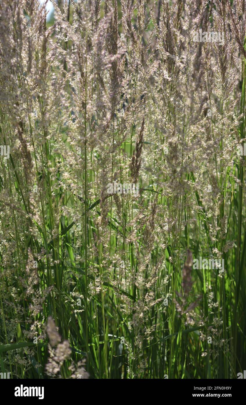 Feder Schilfgras Stockfotos Und Bilder Kaufen Alamy