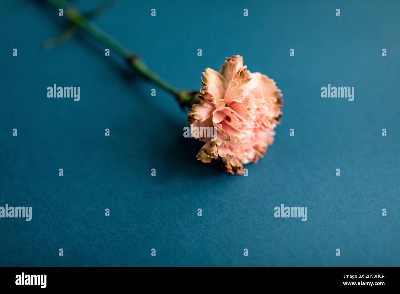 Blumenbuchstabe Illustration, Veranstaltungseinladungen, florale Kulissen. Eine Nelke auf blauem Hintergrund Stockfoto
