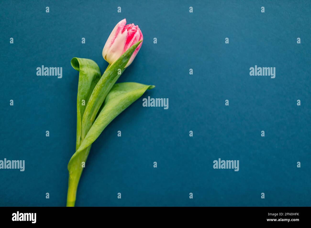 Blumenbuchstabe Illustration, Veranstaltungseinladungen, florale Kulissen. Eine Tulpe auf blauem Hintergrund Stockfoto