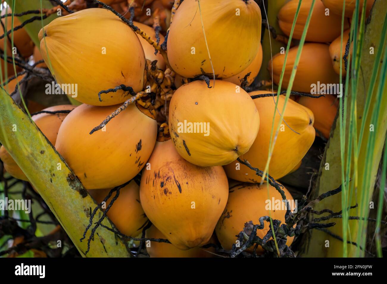 Mangos (Mangifera indica) sind bekannt für ihren saftigen, süßen Inhalt Stockfoto
