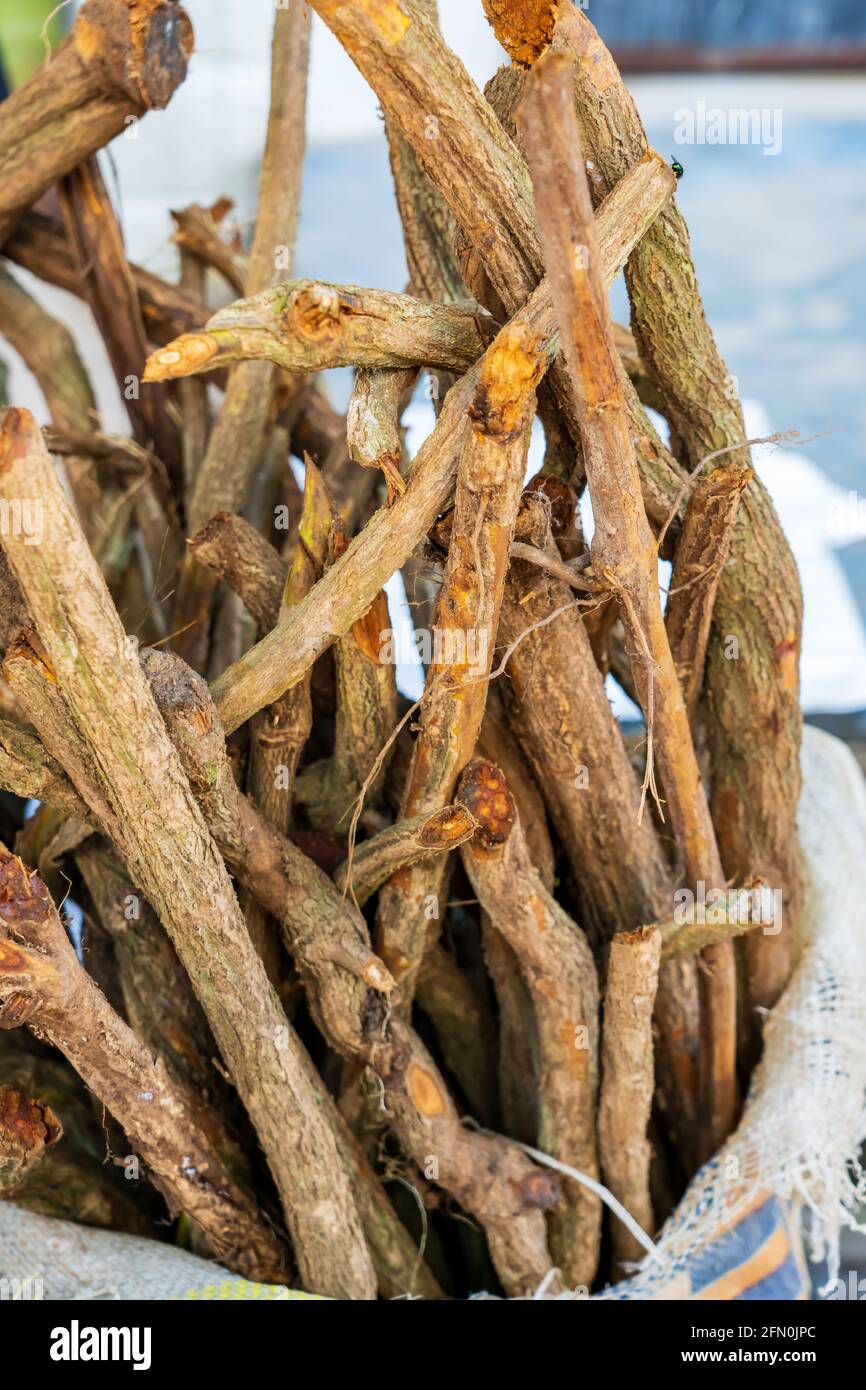 Ayahuasca (Banisteriopsis caapi) Ist eine tropische Rebe, die im Amazonasgebiet und beheimatet ist Bekannt für seine halluzinogenen Eigenschaften Stockfoto