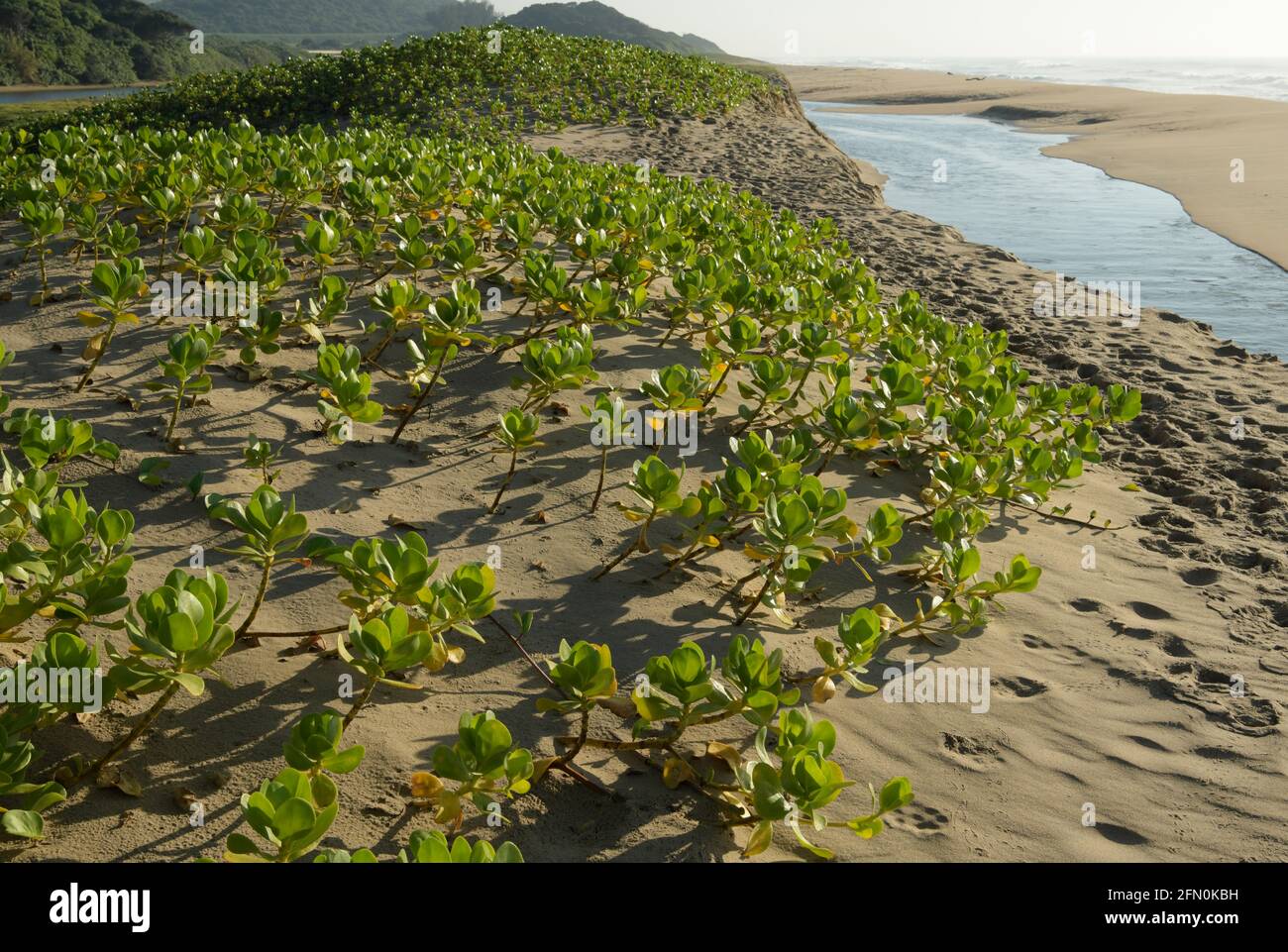 Küstenstrandpflanzen, Inkberry, Scaevola plumieri, Pionier Dünenvegetation, Sandstabilisierung, Umhlanga Rocks Beachfront, Durban, Südafrika Stockfoto