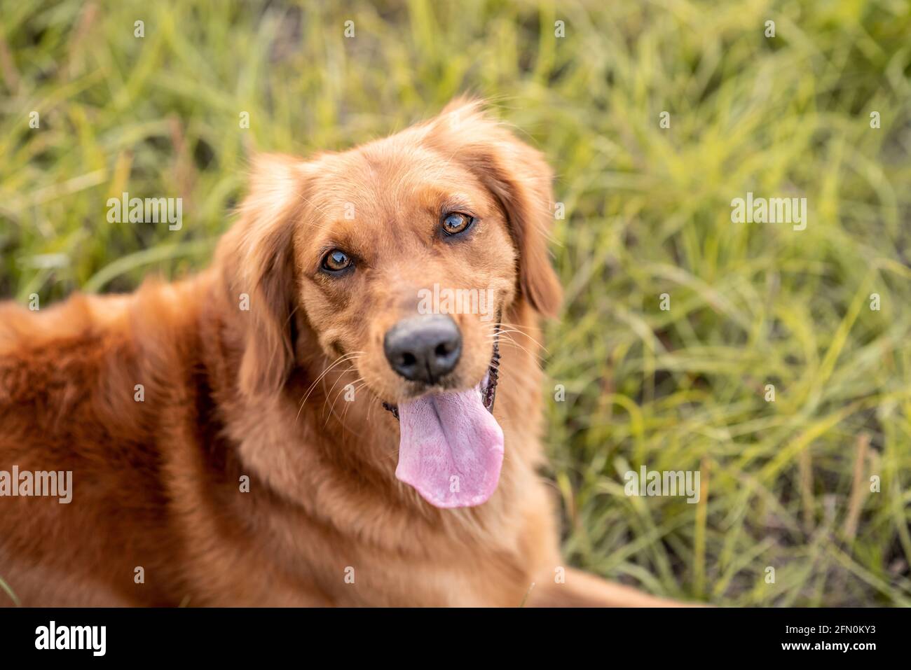 Golden Retriever Hund genießen im Freien auf einem großen Grasfeld bei Sonnenuntergang, schönes goldenes Licht Stockfoto