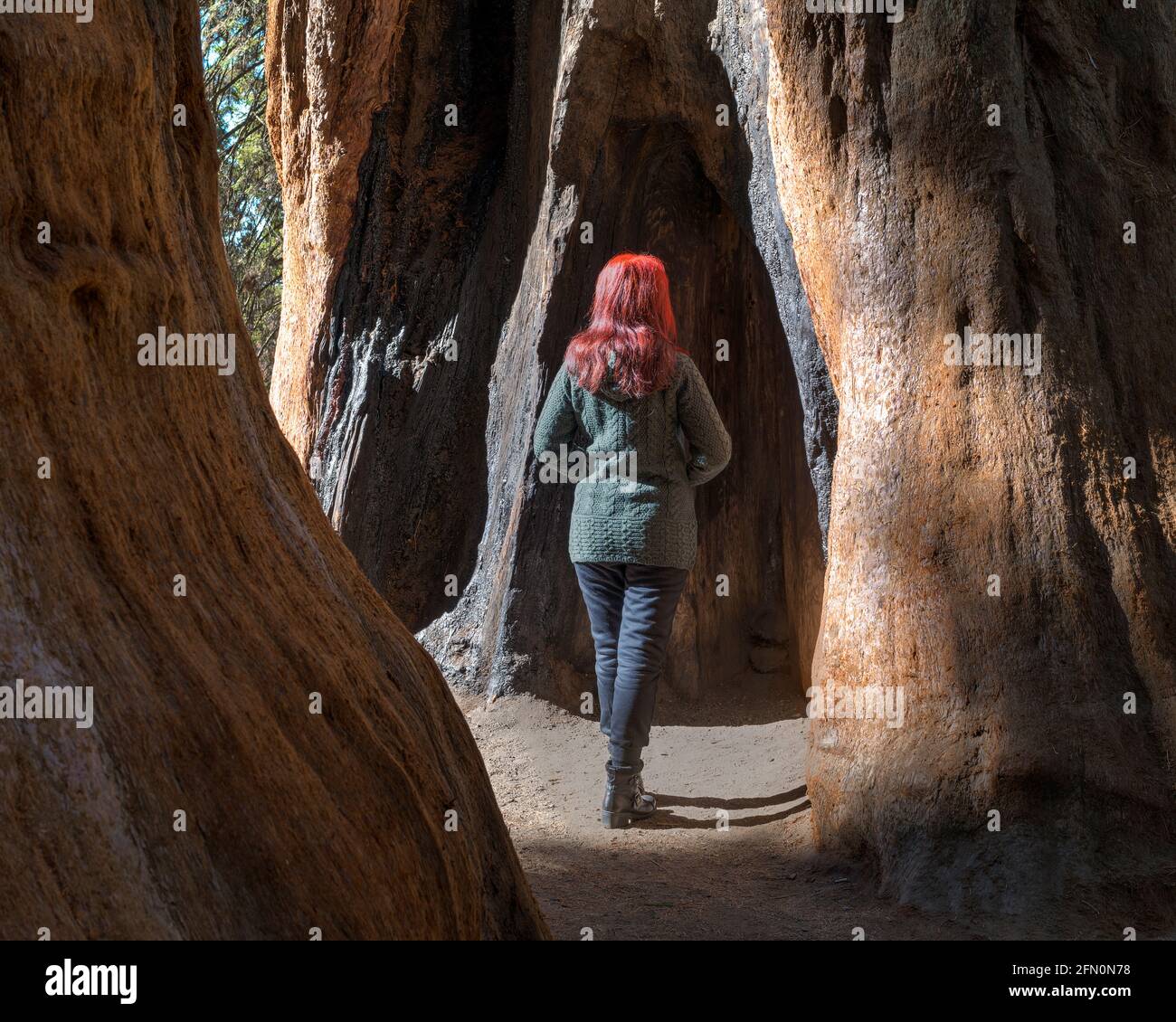 Frau mit Blick auf den Mammutbaum, Sequoia National Park, Kalifornien, USA Stockfoto