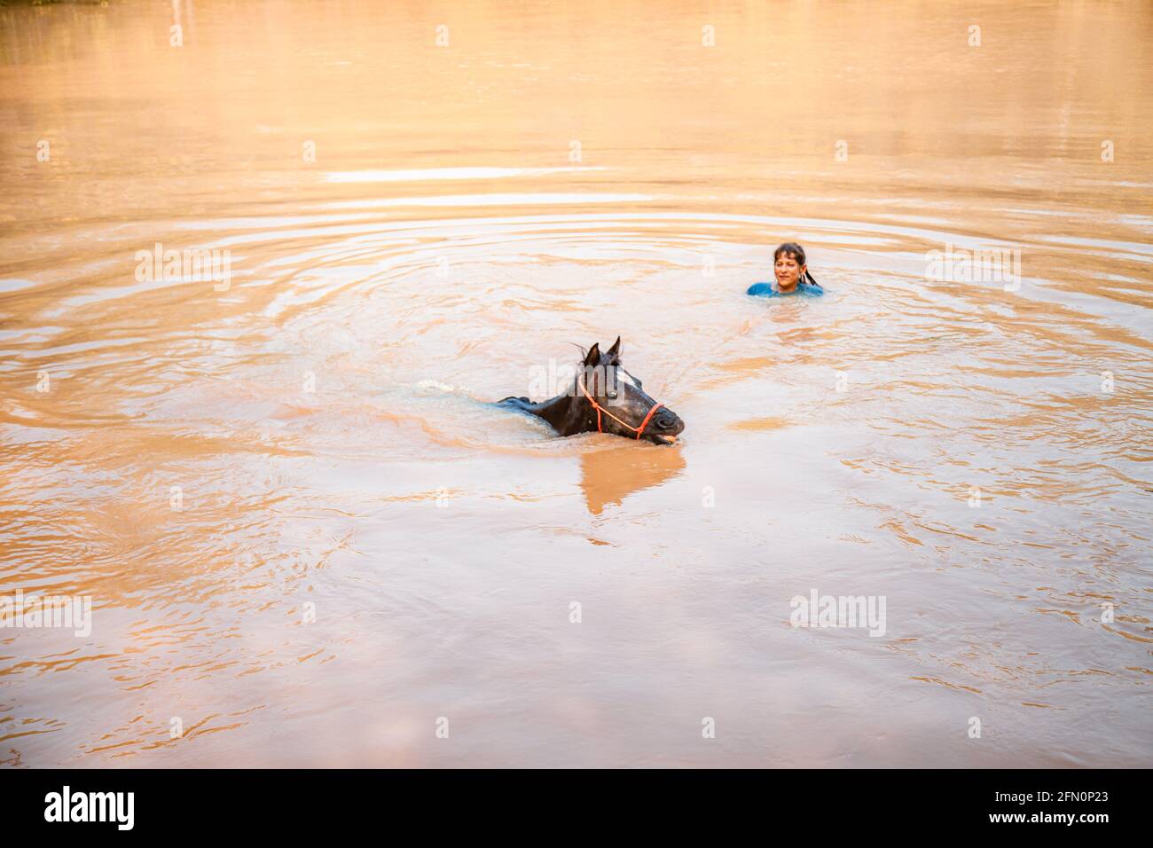 Pferd schwimmend im Wasser Stockfoto