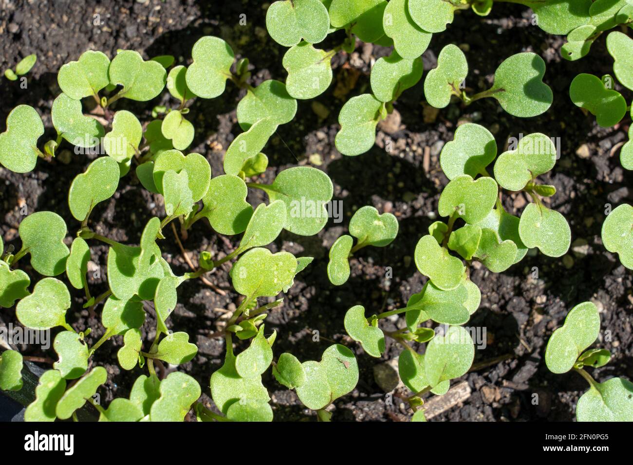 Issaquah, Washington, USA. Rucola gepflanzt aus Samen zeigt in Hülle und Fülle Stockfoto