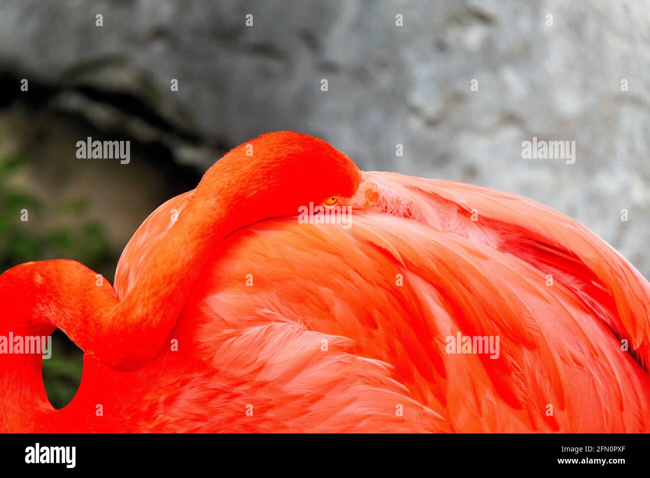 Ein leuchtend orangefarbener Flamingo nutzt seinen langen Hals, um seinen Kopf auf dem Rücken zu ruhen und zu schlafen, im Glady's Porter Zoo in Brownsville, Texas, USA. Stockfoto