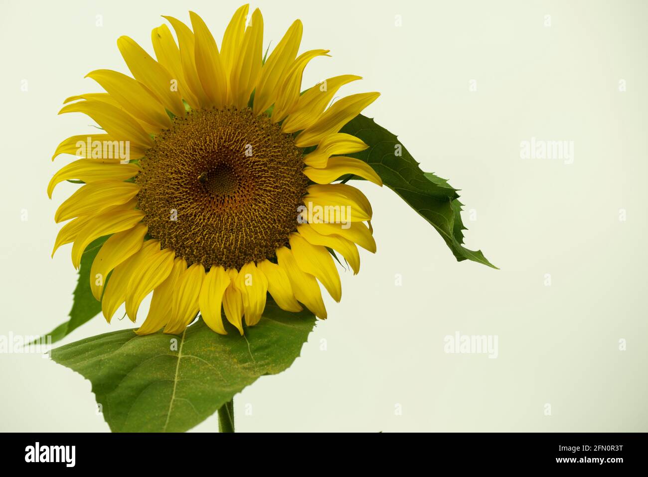 Die Schönheit liegt auf einer Sonnenblume... Stockfoto