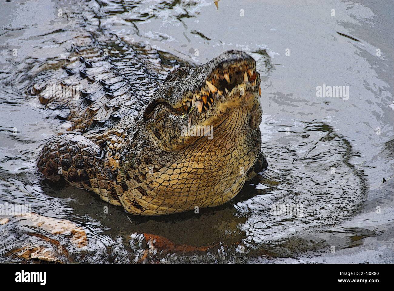 Ein großes Krokodil sucht in Ghana, Westafrika, nach Nahrung Stockfoto