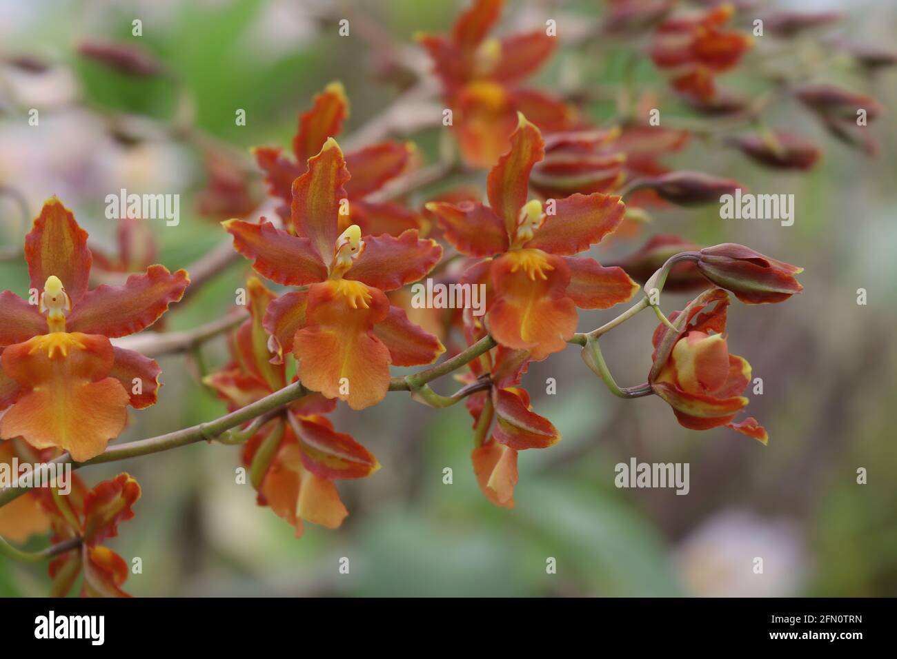 Blühende Epidendrum Radicans Orchidee. Oncidium altissimum Orchidee Stockfoto