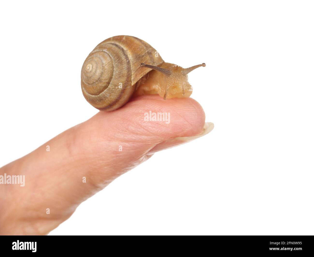 Eine Schnecke krabbelt einer Frau entlang. Kosmetisches Produkt aus Schleim Schnecke Schleim. Verjüngung. Isoliert. Stockfoto